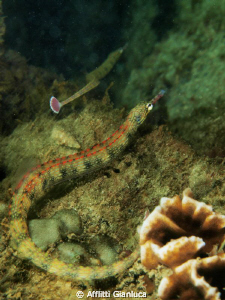 coryhoichthys schulzi by Afflitti Gianluca 